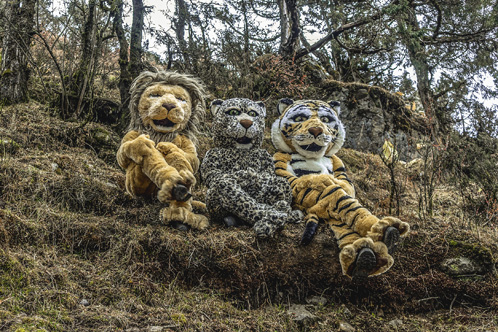 Trek for Big Cats Trek For Big Cats Expedition